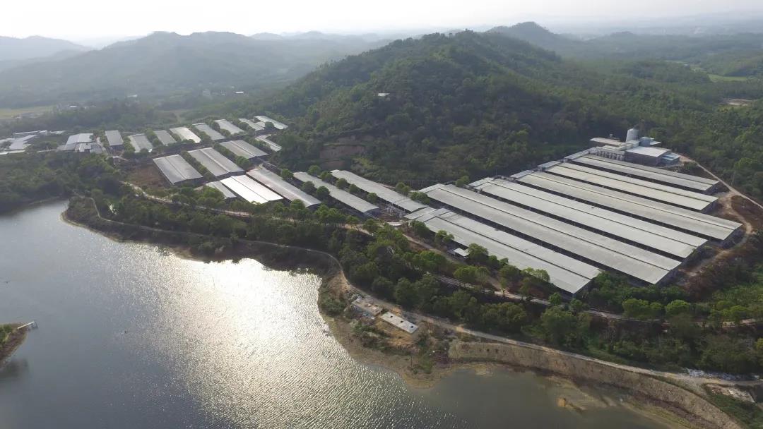 【“新廣新 新風采”專題報道】省食品：在履職盡責中展現國企新風采 全力保障大灣區“菜籃子”工程